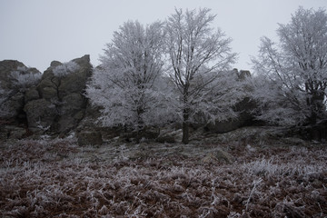  fairytale picture in a frozen forest