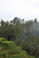 Fototapeta na wymiar palm trees in a rice field in bali