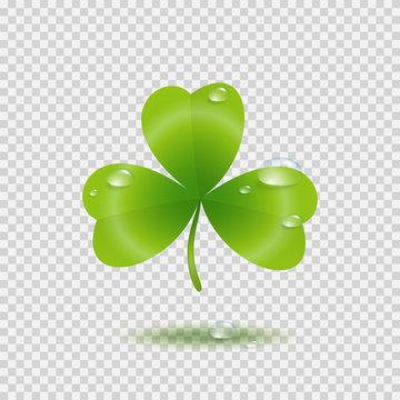 Shamrock leaf with water drops isolated on transparent background. Green Irish symbol Good Luck. Vector clover icon for St Patrick's Day greeting card design.