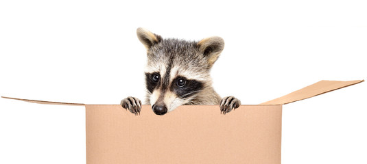 Cute raccoon peeking out of the box isolated on white background