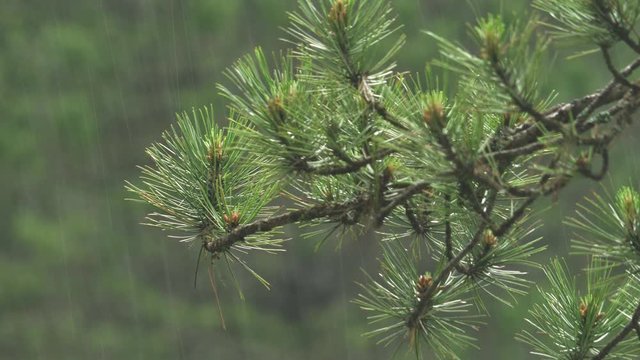 Rain on the pine tree branches. Dense woods forest jungle woodland. Conifers are cone-bearing seed plants. Gymnosperms. Woody plants most tree close up macro zoom blur rains wet rainy spring summer.