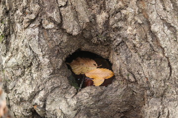 自然　植物　光