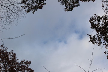 自然　植物　光　空