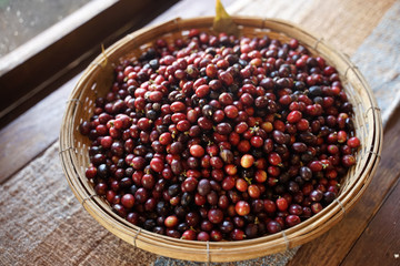 Fresh red coffee beans on the woven basket on timber floor