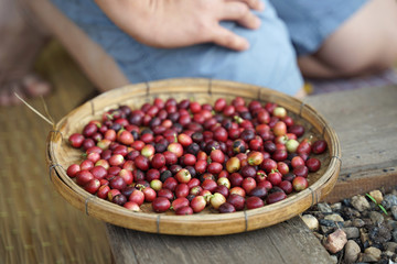 Fresh red coffee beans on the woven basket on timber floor