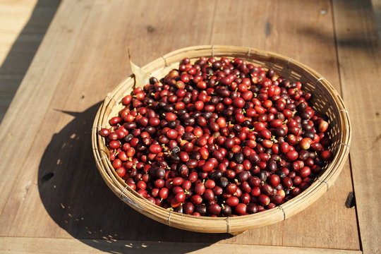 Fresh red coffee beans on the woven basket on timber floor