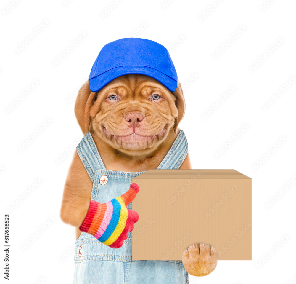 Poster smiling puppy wearing a blue cap holds big box and shows thumbs up gesture. isolated on white backgr