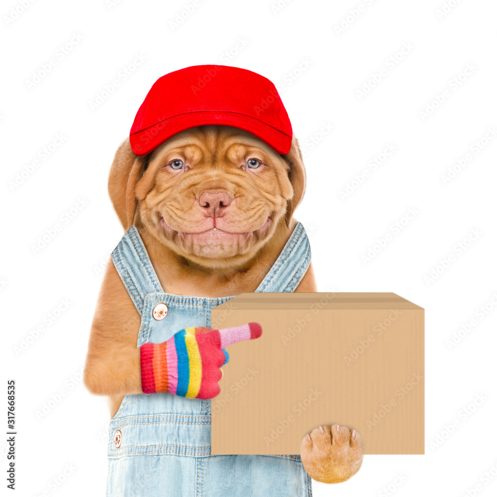 Poster smiling puppy wearing a red cap and overalls points on big box. delivery concept. isolated on white 