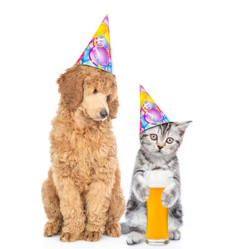 Cat and dog wearing party hats. Poodle dog looks at kitten who holds glass of the beer. isolated on white background