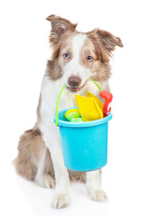 Border collie dog holds bucket with toys and ready for play on summer beach. isolated on white...