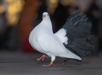 a marching dove