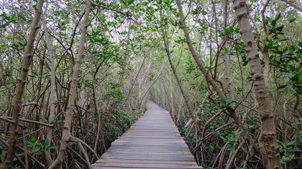 wooden bridge walk way n Mangrove Forest at Laem Phak Bia, Phetchaburi, Thailand
