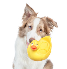 Border collie dog holds rubber duck in it mouth. isolated on white background