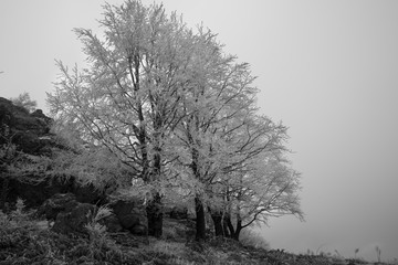  fairytale picture in a frozen forest