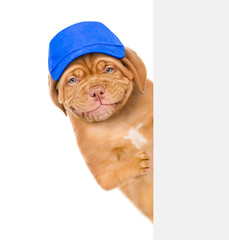 Dog wearing a blue cap behind empty white banner. isolated on white background