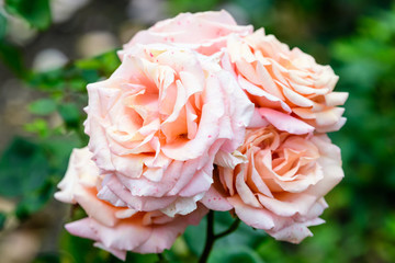 Bouquet of fresh delicate light pink roses and blurred green leaves in a garden in a sunny summer day, beautiful outdoor floral background