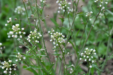 Capsella bursa-pastoris blooms in nature