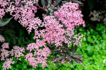 Delicate small pink flowers and purple leaves of Sambucus Black Beauty tree, known as elder or elderberry in a sunny spring garden in Scotland, beautiful outdoor floral background