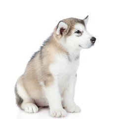 Alaskan malamute puppy sits in profile. isolated on white background