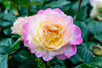Close up of one large and delicate yellow and pink rose in full bloom in a summer garden, in direct sunlight, with blurred green leaves in the background, photographed with soft focus
