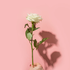 One white rose flower in female hand on pink. Close up. Square image. Minimalism. Mother's day background.
