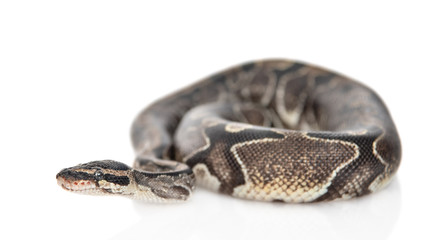 Royal Python, or Ball Python (Python regius) in side view. Isolated on white background