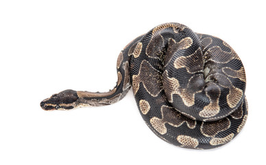 Royal Python, or Ball Python (Python regius). Top down view. Isolated on white background