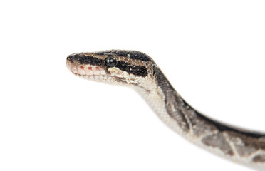 Portrait of a royal python in profile. Isolated on white background