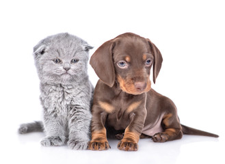 Tiny dachshund puppy and gray baby kitten sit and look at camera together. isolated on white background