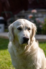 beautiful golden retriever on green grass in garden