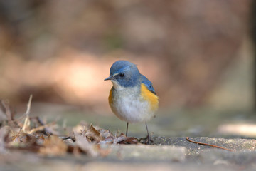 ふんわりルリビタキ