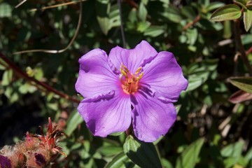 Fototapeta premium Flowers in the garden 