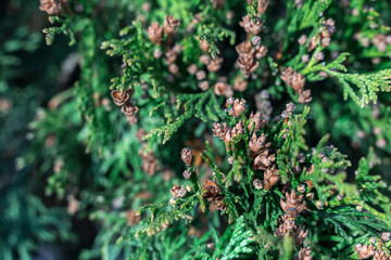 natural green background. juniper branches close up.