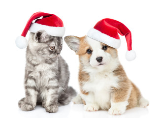 Cat and dog wearing santa hats. Cat looks at corgi puppy. isolated on white background