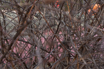 dry spiky branches intertwined