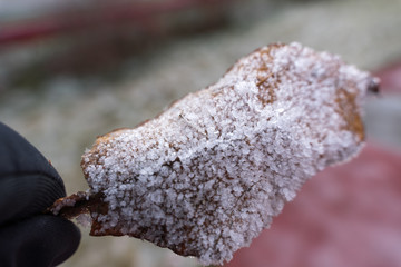 dry tree leaf covered in ice