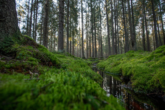 Forest in Nesoddmarka, Nesodden, Norway