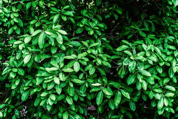 Tropical green leaves background on the branches on tree as natural wallpaper and backdrop