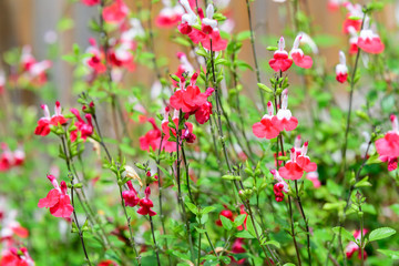 Large evergreen shrub of white and red Salvia microphylla Hot Lips flowers, commonly known as the baby sage, Graham's or blackcurrant sage, and green leaves in a garden in a sunny summer day