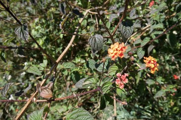 Flowers in the garden 