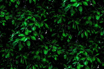 Tropical green leaves background on the branches on tree as natural wallpaper and backdrop