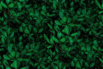Tropical green leaves background on the branches on tree as natural wallpaper and backdrop