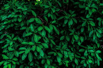 Tropical green leaves background on the branches on tree as natural wallpaper and backdrop