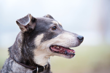 Closeup portrait of a mongrel dog