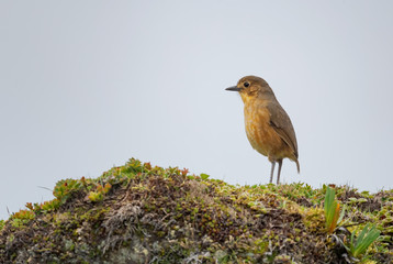 Tawny Antpitta - Grallaria quitensis, special shy hidden bird from Andean forests, Antisana, Ecuador.