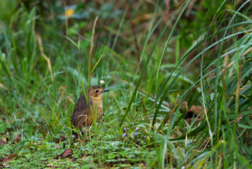 Tawny Antpitta - Grallaria quitensis, special shy hidden bird from Andean forests, Antisana, Ecuador.