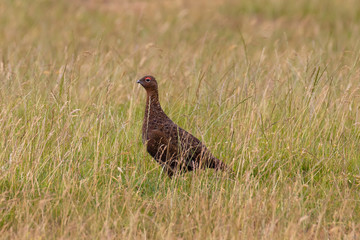 A red grouse cautiously crossing a sparse area of grassland