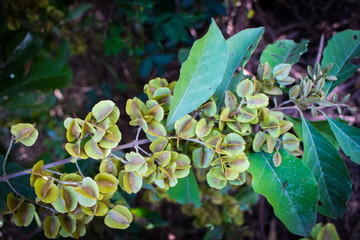Bushwillows or Combretums (Combretum Quadrangulare Kurz) seeds on branches on tree in the forest