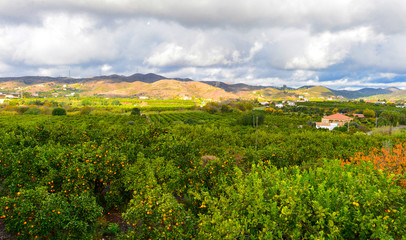 Fototapeta na wymiar Orangenplantage bei Silves, Algarve/Portugal