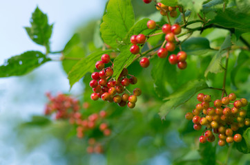 Fototapeta premium Ripening viburnum red and green berries among green foliage in summertime